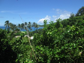 Fiji Forest Sea